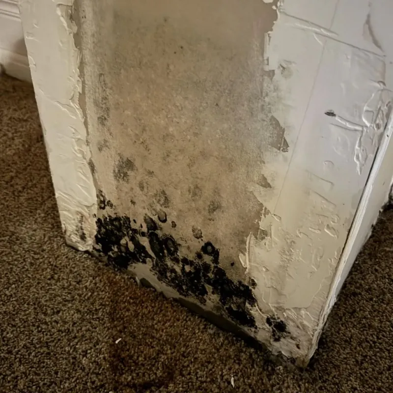 Professional Mold Removal in Richland Hills, TX